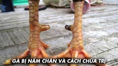 Cách chữa trị nấm chân cho gà từ chuyên gia Ga6789