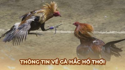Vẻ đẹp của gà hắc hổ thới và khả năng chiến đấu nổi bật