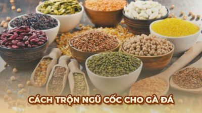 Ngũ cốc cho gà đá: Bí quyết phối trộn thực phẩm dinh dưỡng tối ưu