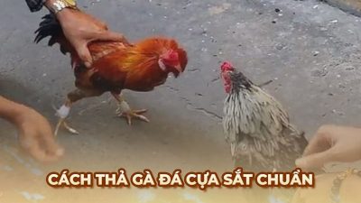 Cách thả gà đá cựa sắt giúp sư kê tăng cơ hội chiến thắng