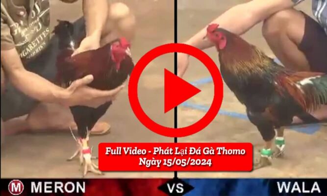 full-video-phat-lai-da-ga-thomo-ngay-15-05-2024