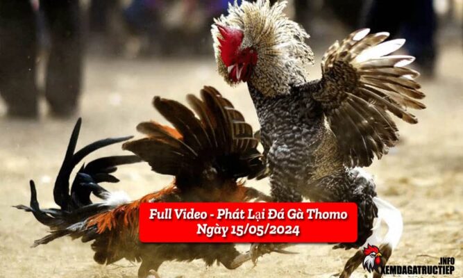 full-video-phat-lai-truc-tiep-da-ga-thomo-ngay-11-05-2024