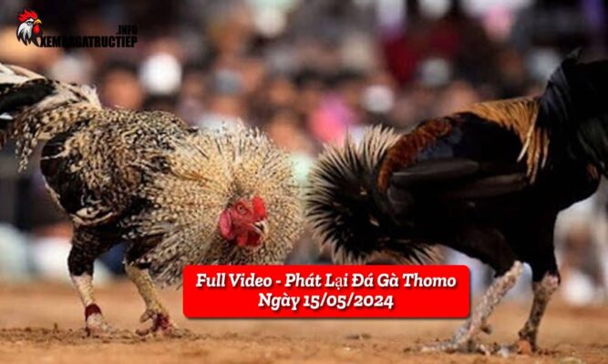 full-video-phat-lai-truc-tiep-da-ga-thomo-ngay-12-05-2024