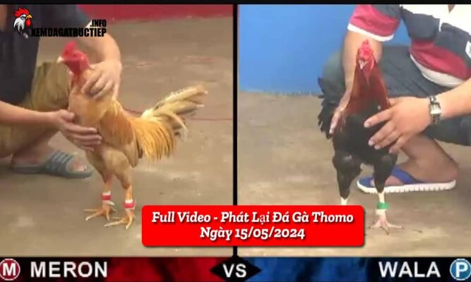 full-video-phat-lai-truc-tiep-da-ga-thomo-ngay-15-05-2024