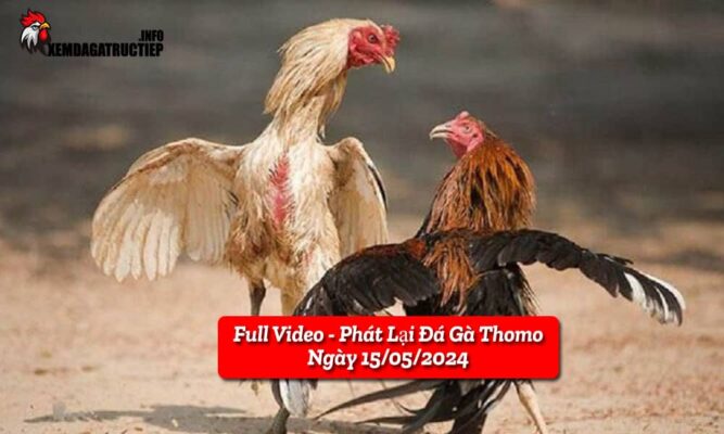 full-video-phat-lai-truc-tiep-da-ga-thomo-ngay-16-05-2024