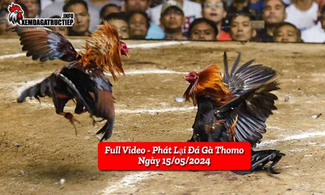 full-video-phat-lai-truc-tiep-da-ga-thomo-ngay-17-05-2024