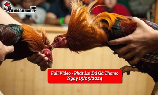 full-video-phat-lai-truc-tiep-da-ga-thomo-ngay-18-05-2024