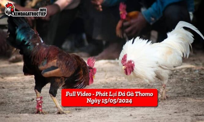 full-video-phat-lai-truc-tiep-da-ga-thomo-ngay-19-05-2024