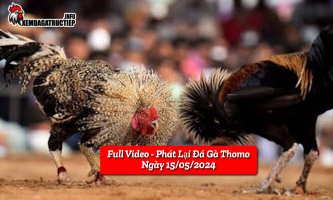 full-video-phat-lai-truc-tiep-da-ga-thomo-ngay-20-05-2024