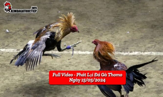 full-video-phat-lai-truc-tiep-da-ga-thomo-ngay-21-05-2024