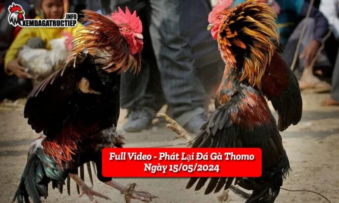 full-video-phat-lai-truc-tiep-da-ga-thomo-ngay-22-05-2024