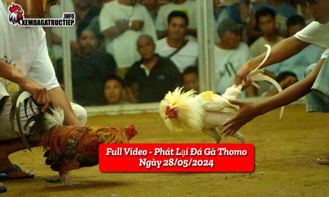 full-video-phat-lai-truc-tiep-da-ga-thomo-ngay-28-05-2024