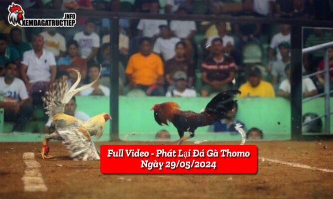 full-video-phat-lai-truc-tiep-da-ga-thomo-ngay-29-05-2024